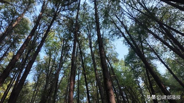 在建邺，“发呆”