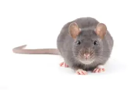 你还在为家里有“老鼠”而恐慌吗？图片