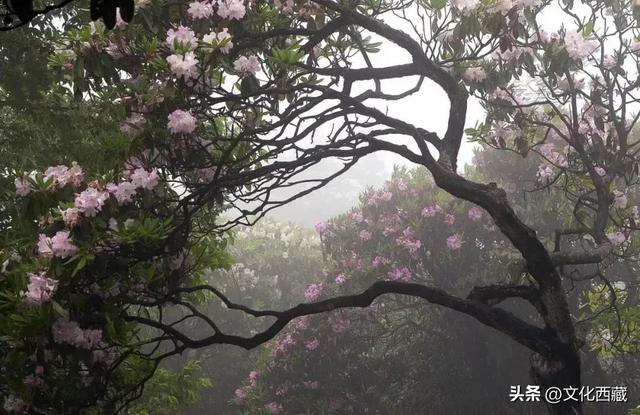西藏的盛夏，3种味道让你魂牵梦绕！