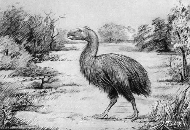 346万英镑买火鸡？恐龙新物种被拍走！古生物学家：别抢科研宝藏