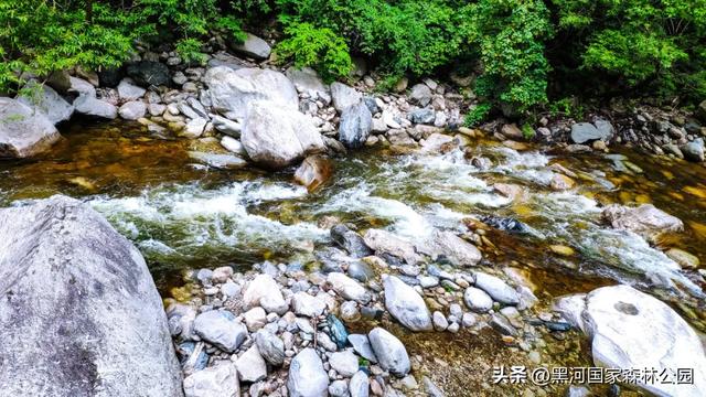 趁秋色未浓，看看黑河被浓墨重彩染过的绿