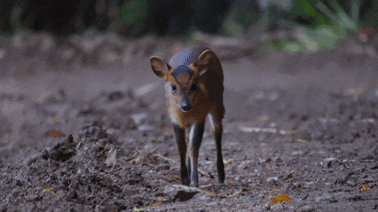 快来抱抱~ | Welcome to 疯狂·武夷山·动物城