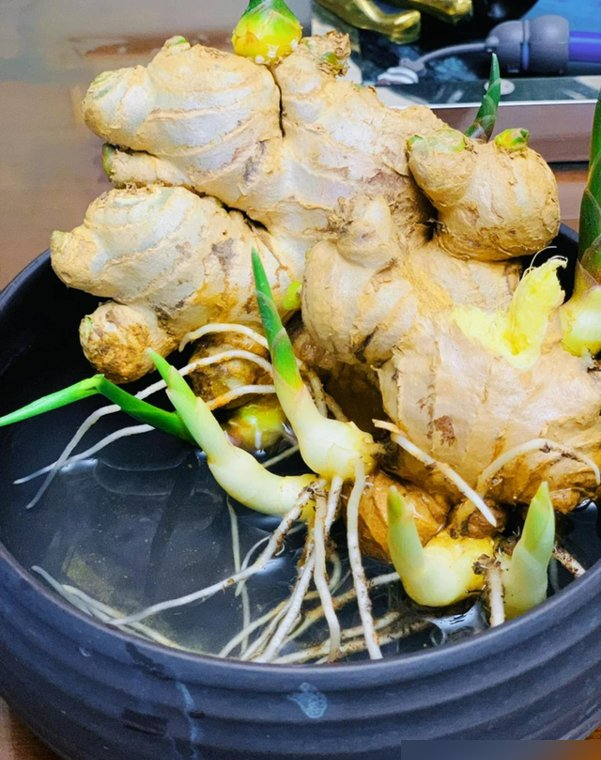 北京一姑娘“把生姜当绿植”养在客厅走红，网友：好美，好高级