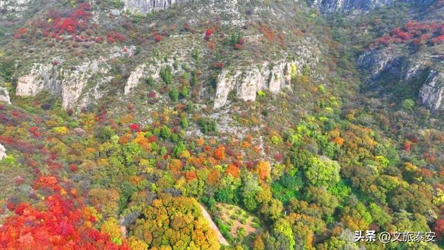 解锁「美拉德」色系！东平的秋天是懂氛围感的，朋友圈晒这些图绝对赢麻！