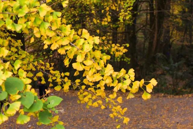 乡游黔中 · 凤冈县 进化镇丨银杏鎏金映古寨,高腔茶灯醉秋韵