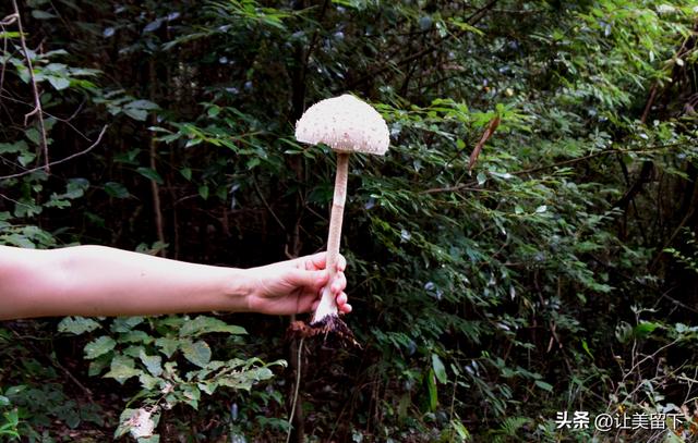 国庆假日的贵州贵阳，采菌子去