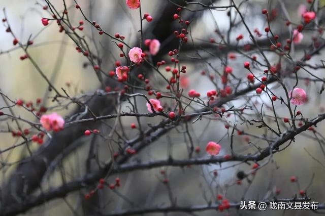 冬日“梅”景，真美！