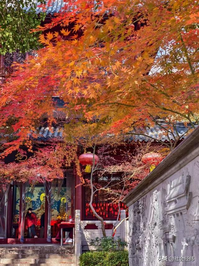 枫染栖霞醉金陵！明秀山红叶铺就秋日限定画卷