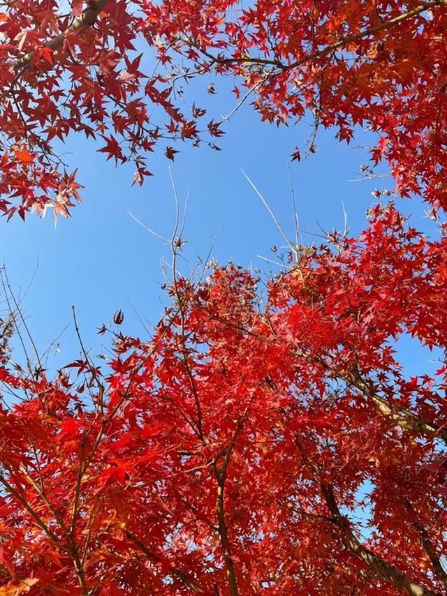 中国最知名的四大红叶观赏胜地：层林尽染，美不胜收