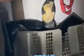 惊险！15斤眼镜王蛇入户，民警3支蛇夹才控制住图片