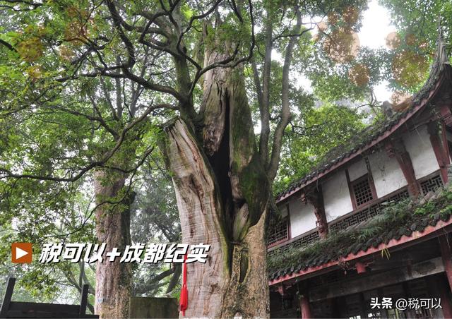 走进崇州大明寺，被两棵1500岁的楠树震撼到了！