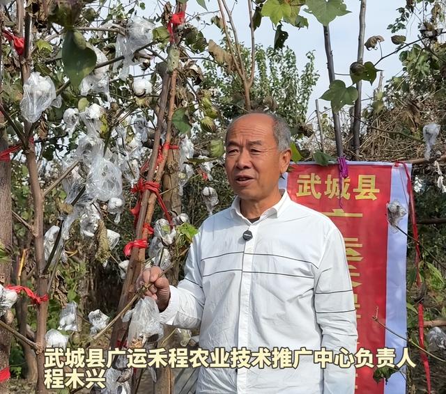 农民又立大功！德州62岁农民种出4.26米高的，1棵结136个