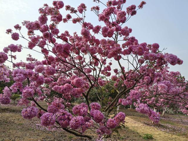 鲜花插在工业区，七坡花卉园周边环境堪忧