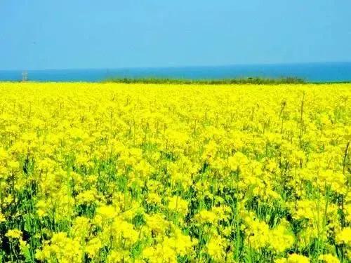 诗一首：两河口的油菜花开啦