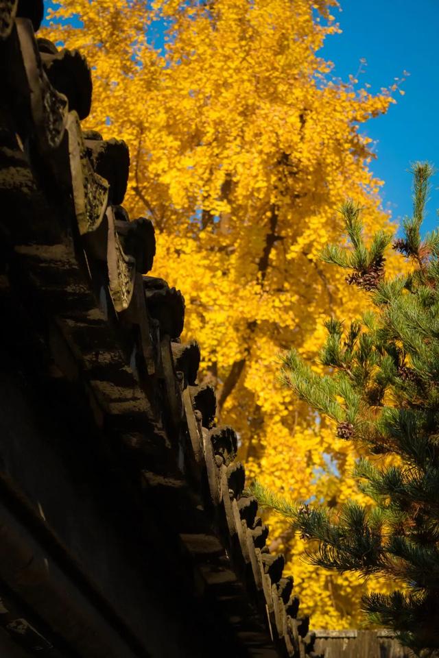 此时的太仓，美到心尖上！