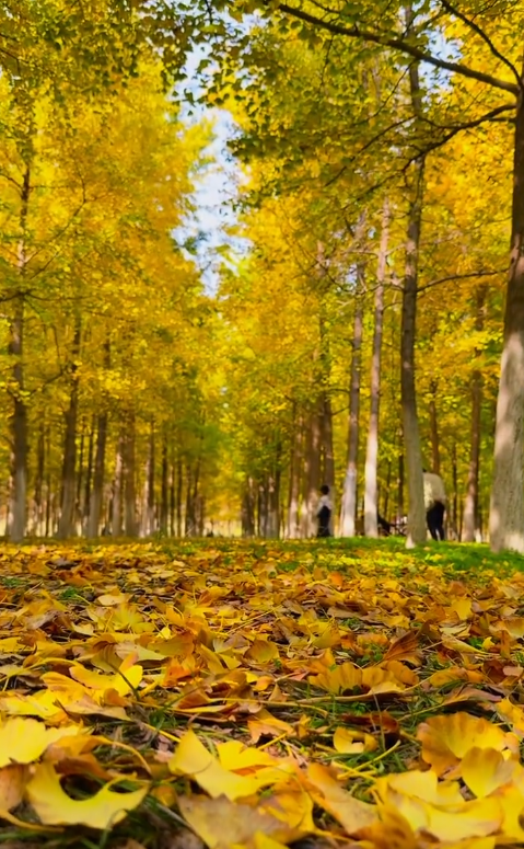 西安周末游丨这8个免费赏银杏叶好去处