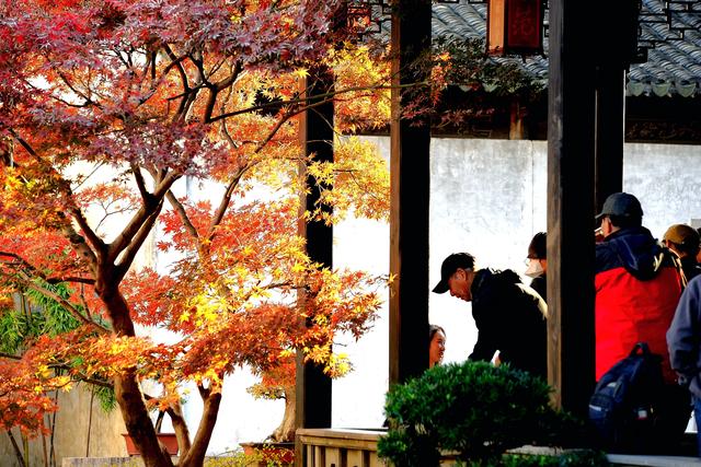 红枫银杏里,读懂惠山古镇的秋冬