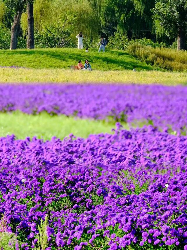 不要再搭基础款秋景了！北京「多巴胺色系」秋景上线！高级感拉满