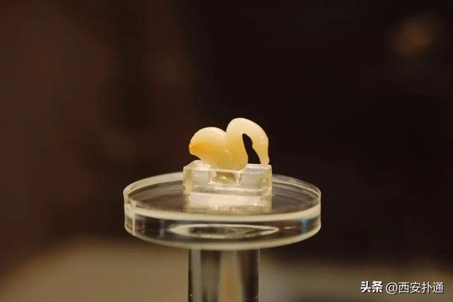 西安出发当日往返，天鹅湖游玩全攻略！