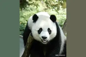 揭秘小奇迹回国后的幸福生活： 用心经营，幸福自来！图片