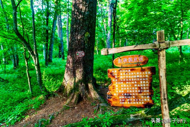 探秘中国最美古树群——吉林长白山古树公园