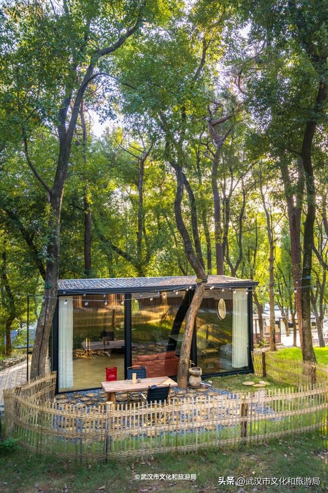 直冲20°C！武汉赏秋天花板，上新3个玩法