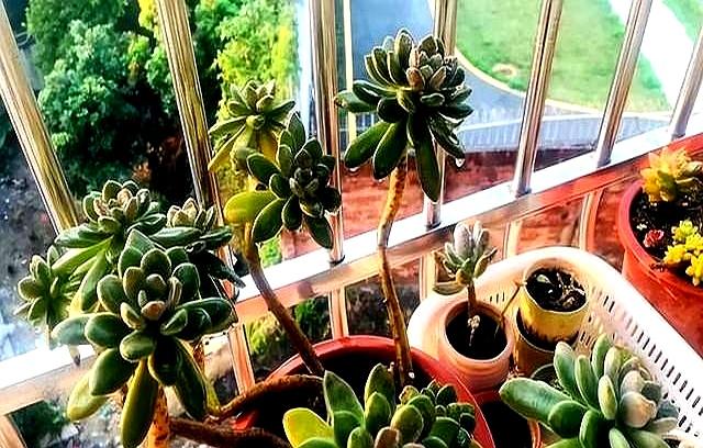 湖南一太太	，因“多肉流下阳台”走红，网友：一泻千里真壮观！