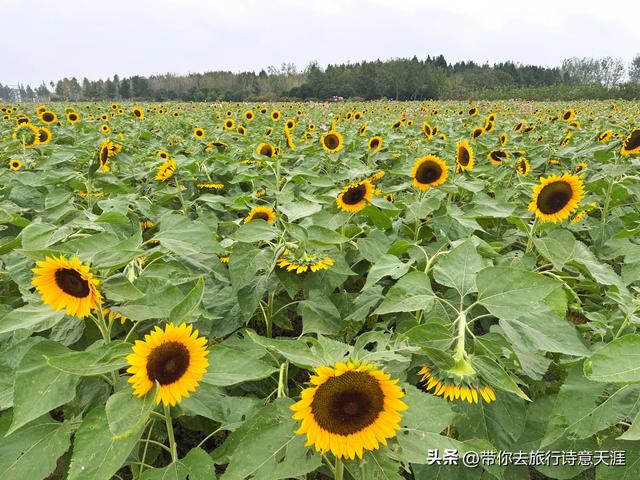南京高淳固城湖水慢城风光