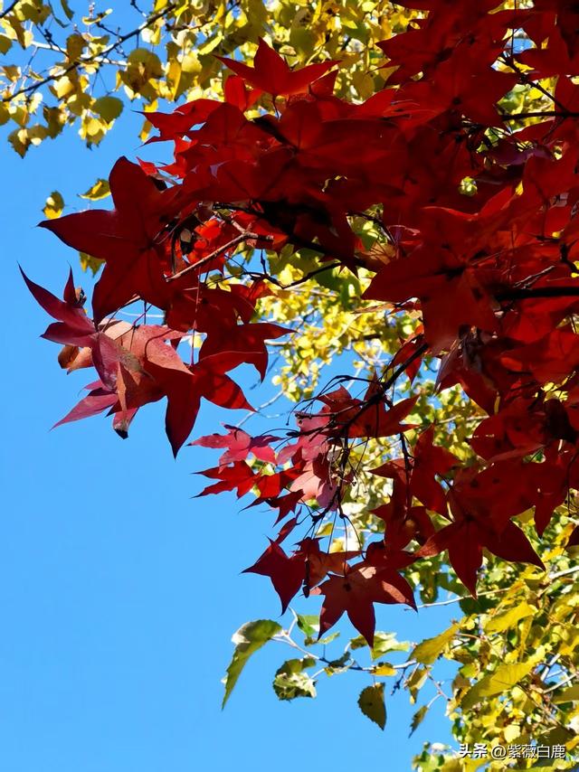 这个秋天，我在地坛