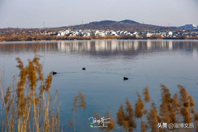 气温骤降8℃,「雪」要来了!在淄博,邂逅一场白色浪漫→
