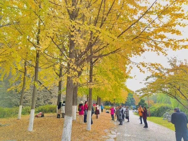 快来打卡！襄城这几地方的秋色太美了……