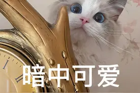 曾红极一时的“布偶猫”，为何跌下神坛了？这几点太真实！图片