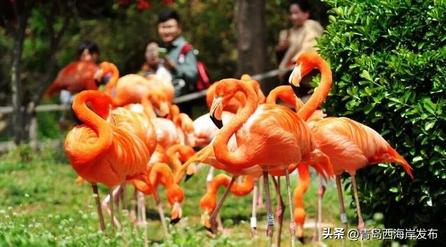 明天起！大学新生免费游西海岸！预约→
