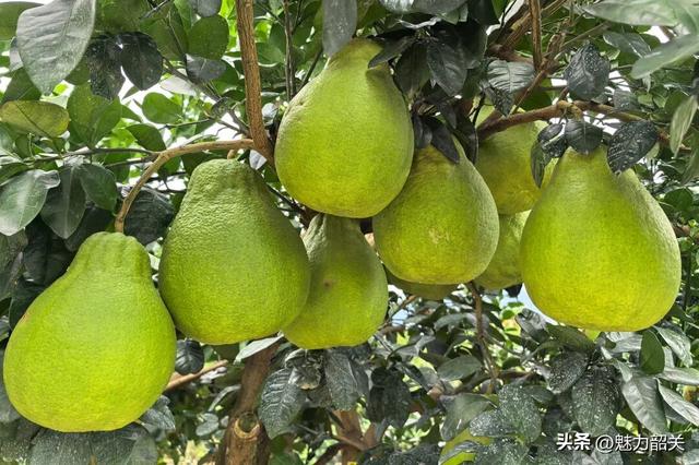 走，去韶关果园吃沙田柚！