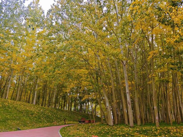 【白银文旅】秋韵满城区！白银区秋日美景陆续上新
