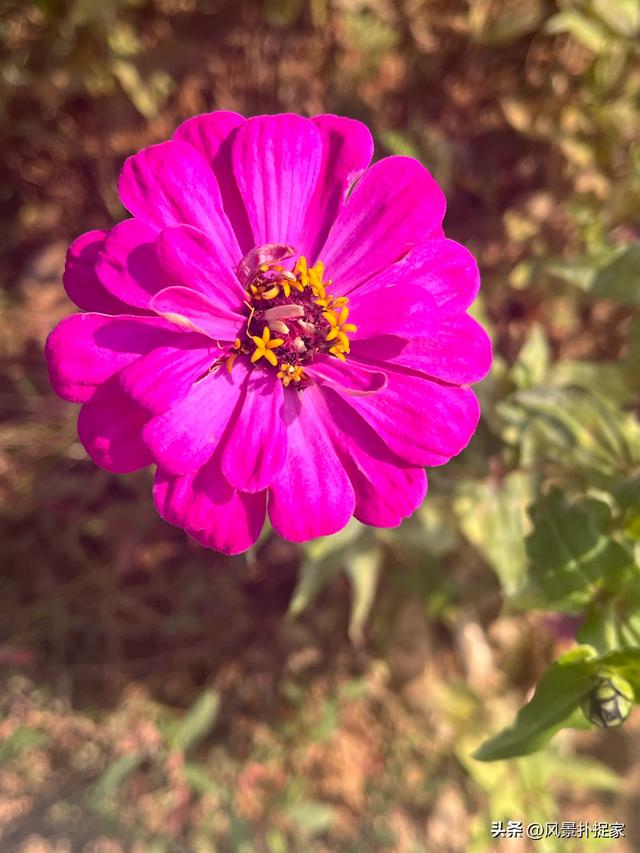 南昌马兰圩公园，七彩花海拍照太美了！