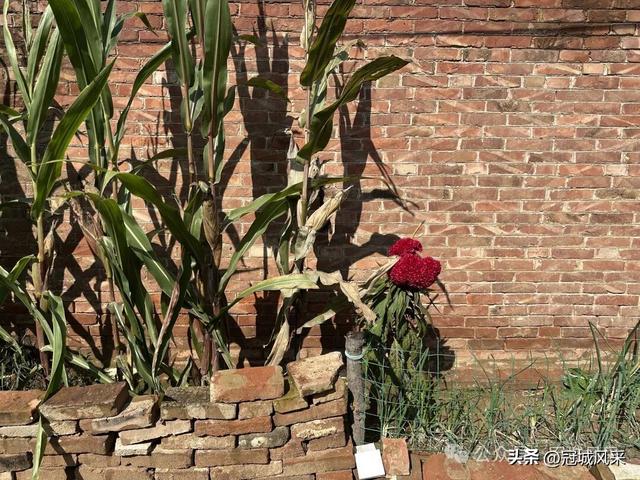 冠县乡韵·兰沃乡大柳邵村