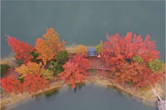 如画上犹，“枫”景独好！