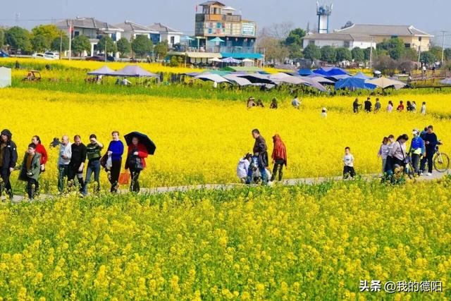 黄了！德阳人彻底坐不住了！这个周末就去！