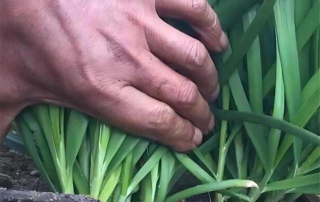 韭菜什么时候不能再割了？记住这个时间，老一辈经验
