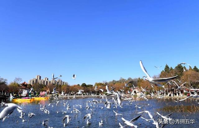 冬日氛围感拉满！跟着香港明星足球队，解锁翠湖海鸥+梧桐黄墙的浪漫剧本