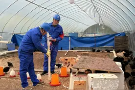 雅安雨城：特种蛋鸡养殖 奏响乡村“致富曲”图片