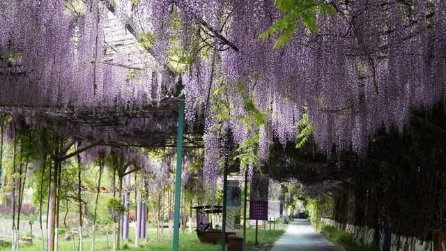 【禄劝文旅推介】转龙镇：平安福紫藤进入最美赏花期，紫色花瀑等你来打卡