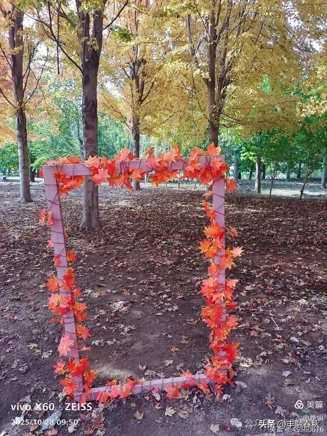 丹枫映秋,枫彩满楼|申艳娟