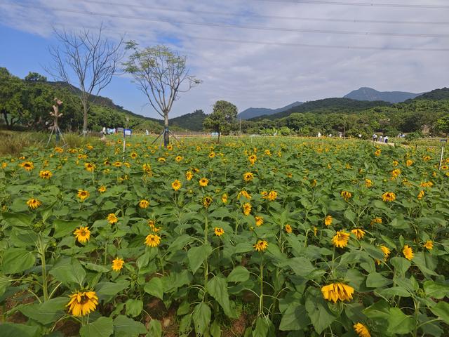 环西丽湖绿道骑行慢行随拍-动个好奇心
