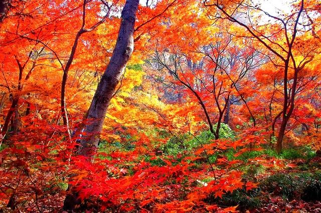 栖霞山强烈预警：赶在降温前快来打卡，红枫最佳观赏期别错过！