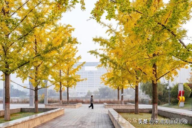 陕西渭南：人民公园银杏林色彩纷呈 祥和美丽 秋色宜人