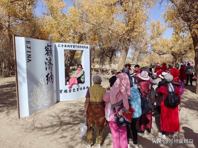 额济纳旗胡杨林