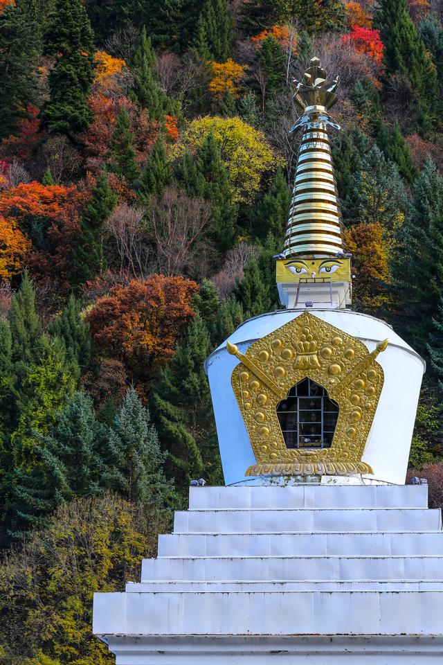 光影札记 | 黑水彩林：八十里画廊的彩林，藏着川西最绚烂的秋