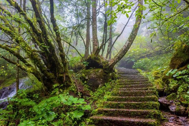 世界自然遗产、物种基因库、北纬31°绿色奇迹——神农架旅游攻略